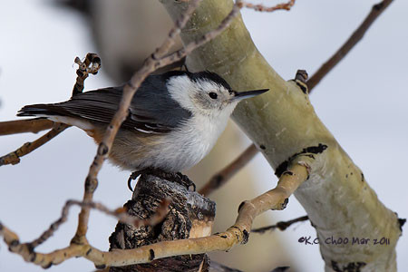 White-breasted Nuthatch
