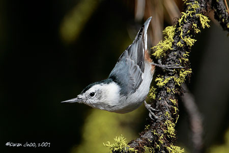 White-breasted Nuthatch