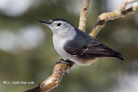 White-breasted Nuthatch