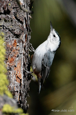 White-breasted Nuthatch