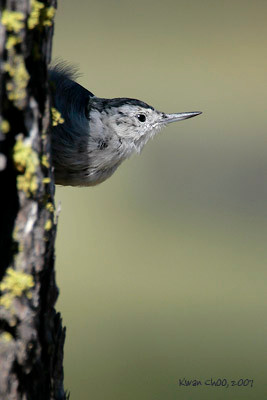 White-breasted Nuthatch
