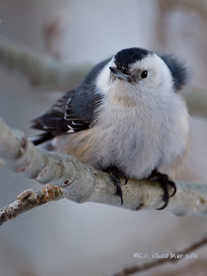 White-breasted Nuthatch