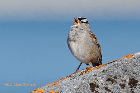 White-crowned Sparrow