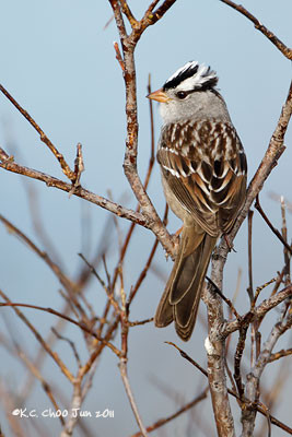 White-crowned Sparrow