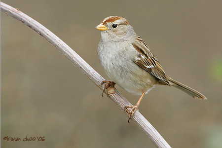 White-crowned Sparrow