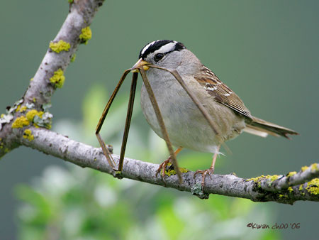 White-crowned Sparrow