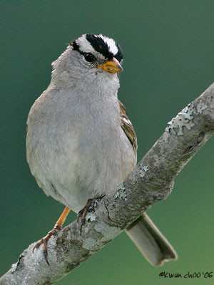 White-crowned Sparrow