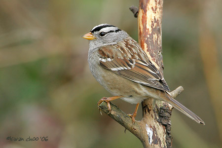 White-crowned Sparrow