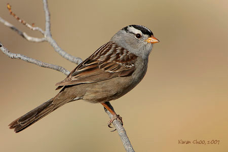 White-crowned Sparrow