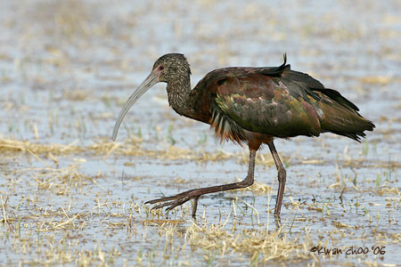 White-faced Ibis