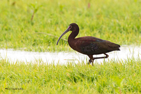 White-faced Ibis