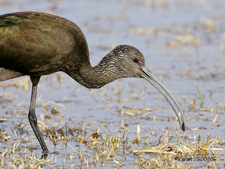 White-faced Ibis