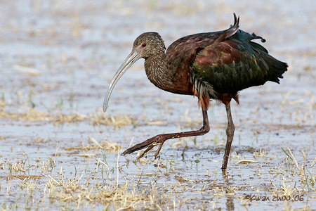 White-faced Ibis