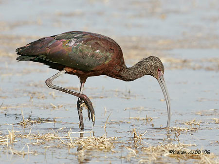 White-faced Ibis