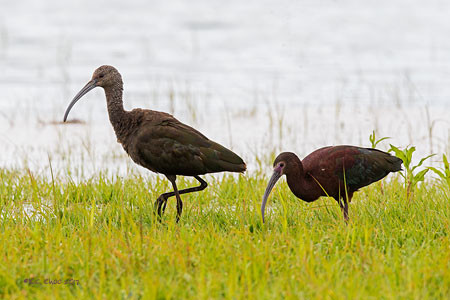 White-faced Ibis
