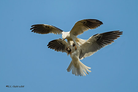 White-tailed Kite