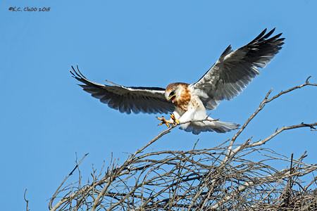 White-tailed Kite