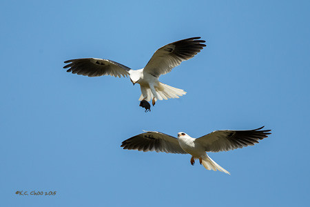 White-tailed Kite