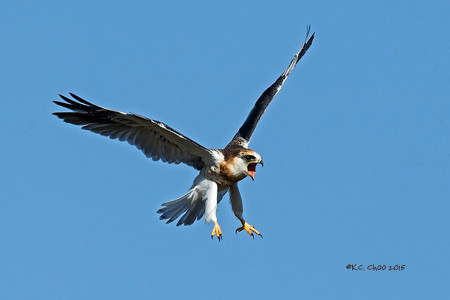 White-tailed Kite