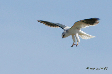 White-tailed Kite