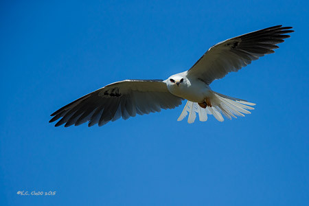 White-tailed Kite