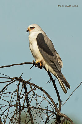 White-tailed Kite