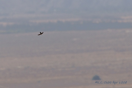 White-throated Swift
