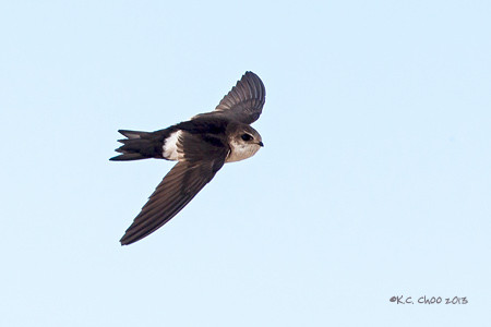 White-throated Swift