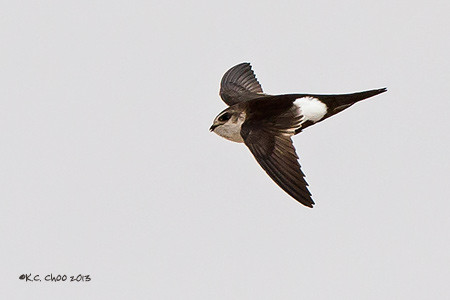 White-throated Swift