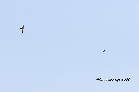 White-throated Swift