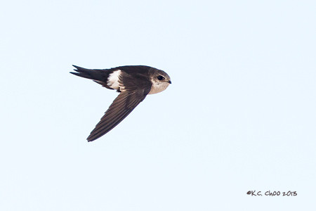 White-throated Swift