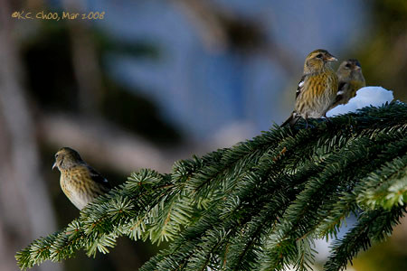 White-winged Crossbill