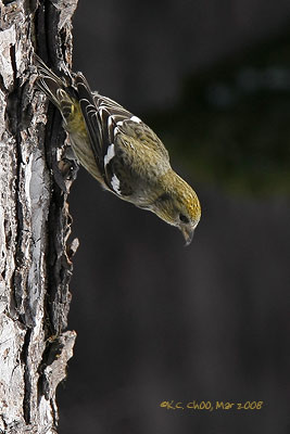 White-winged Crossbill