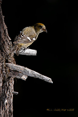 White-winged Crossbill