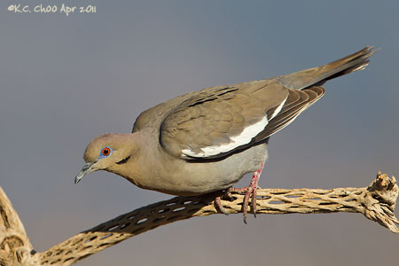 White-winged Dove