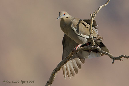 White-winged Dove