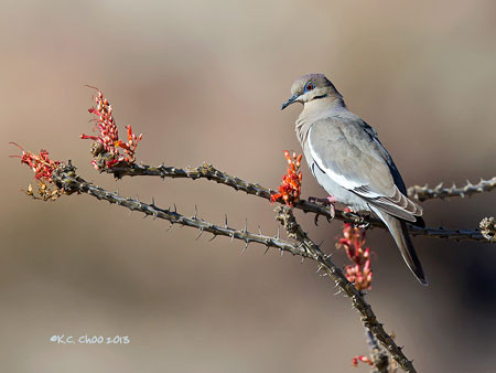 White-winged Dove