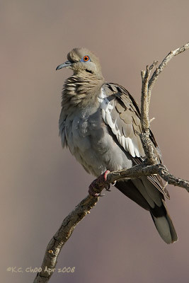 White-winged Dove