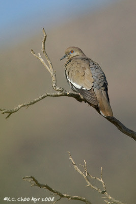 White-winged Dove