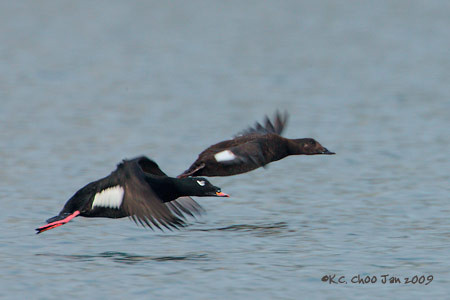 White-winged Scoter