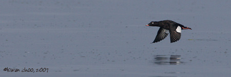 White-winged Scoter