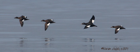 White-winged Scoter