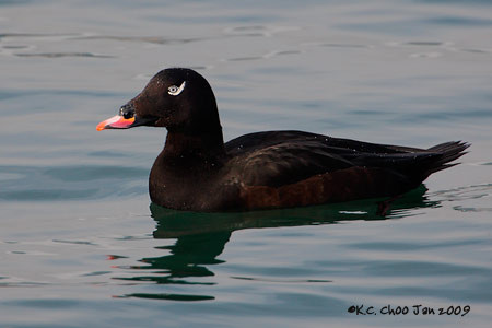 White-winged Scoter