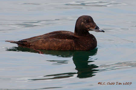 White-winged Scoter