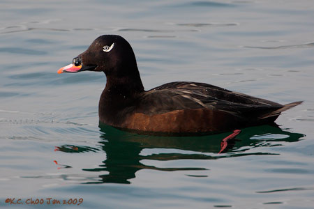 White-winged Scoter