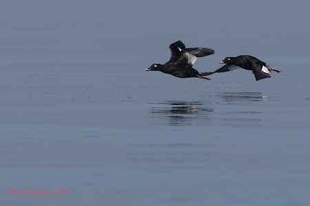 White-winged Scoter