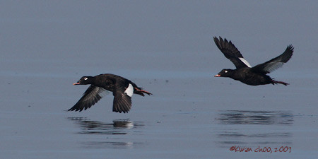 White-winged Scoter