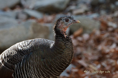 Wild Turkey