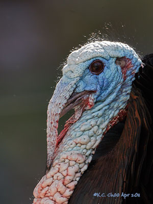 Wild Turkey