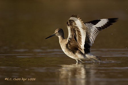 Willet